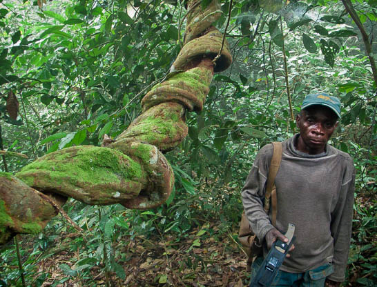 Mukongo - Minkebe